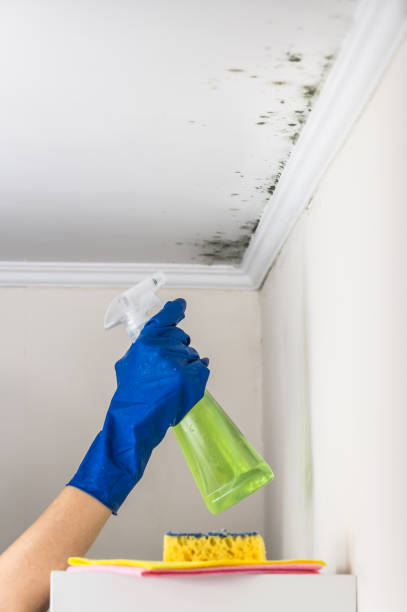 Trusted Aldan, PA Mold Remediation Experts